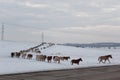 Batch of horses running across the road. Selective and soft focus. Winter landscape with horses and mountains. Royalty Free Stock Photo