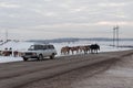 Batch of horses running across the road. Selective and soft focus. Winter landscape with horses and mountains. Royalty Free Stock Photo