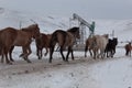 Batch of horses running across the road. Selective and soft focus. Winter landscape with horses and mountains. Royalty Free Stock Photo