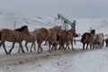 Batch of horses running across the road. Selective and soft focus. Winter landscape with horses and mountains. Royalty Free Stock Photo