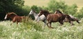 Batch of horses running in flowered scene Royalty Free Stock Photo