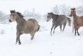 Batch of horses running in winter Royalty Free Stock Photo