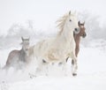 Batch of horses running in winter Royalty Free Stock Photo