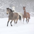 Batch of horses running in winter Royalty Free Stock Photo