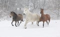 Batch of horses running in winter Royalty Free Stock Photo