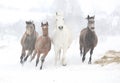 Batch of horses running in winter