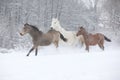Batch of horses running in winter Royalty Free Stock Photo