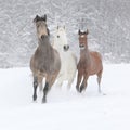 Batch of horses running in winter Royalty Free Stock Photo