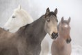 Batch of horses in winter