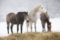 Batch of horses in winter Royalty Free Stock Photo