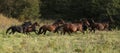 Batch of kabardin horses running in autumn Royalty Free Stock Photo