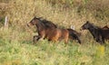 Batch of kabardin horses running in autumn Royalty Free Stock Photo