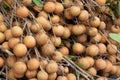 Batch of Longan still on branches for sale