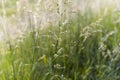 Overgrown Cereal Wheat Grass In Sunlight