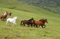 Batch of wild horses Royalty Free Stock Photo