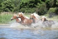 Batch of young chestnut horses in water Royalty Free Stock Photo