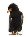 Bateleur (10 years) - Terathopius ecaudatus Royalty Free Stock Photo