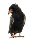 Bateleur (10 years) - Terathopius ecaudatus Royalty Free Stock Photo