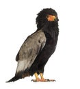 Bateleur (10 years) - Terathopius ecaudatus Royalty Free Stock Photo