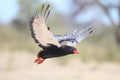 Bateleur Royalty Free Stock Photo