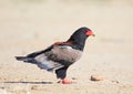 Bateleur