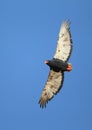 Bateleur