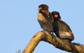 Bateleur Royalty Free Stock Photo