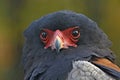 Bateleur Royalty Free Stock Photo