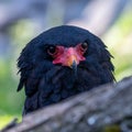 Bateleur bird of pray close-up Royalty Free Stock Photo