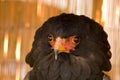 Bateleur Eagle Royalty Free Stock Photo