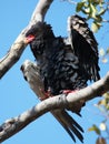 Bateleur eagle