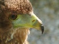 Bateleur eagle