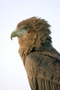 Bateleur Eagle Royalty Free Stock Photo