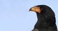 Bateleur eagle