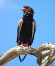 Bateleur Eagle in Africa