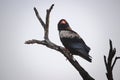 Bateleur Eagle