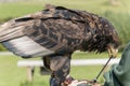 Bateleur Eagle