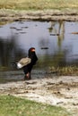 Bateleur Eagle