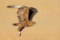 Immature bateleur eagle in flight, Kalahari desert, South Africa Royalty Free Stock Photo