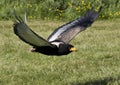 Bateleur Eagle in flight.