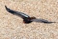 Bateleur Eagle flying in the meadow Royalty Free Stock Photo