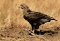 Bateleur eagle holding a tortoise in claw,  Masai Mara Royalty Free Stock Photo