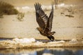 Bateleur Eagle in Kgalagadi transfrontier park, South Africa Royalty Free Stock Photo