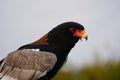 Bateleur eagle looking out Royalty Free Stock Photo