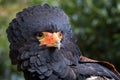 Bateleur eagle Royalty Free Stock Photo