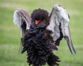 Bateleur eagle with outspread wings on a soft green background Royalty Free Stock Photo