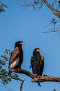 Bateleur eagle pair perched on a tree in the Kruger National Park in South Africa Royalty Free Stock Photo