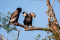 Bateleur eagle pair perched on a tree in the Kruger National Park Royalty Free Stock Photo