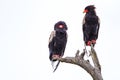 Bateleur eagle pair perched on a tree in the Kruger National Park Royalty Free Stock Photo