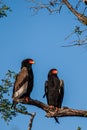 Bateleur eagle pair perched on a tree in the Kruger National Park Royalty Free Stock Photo